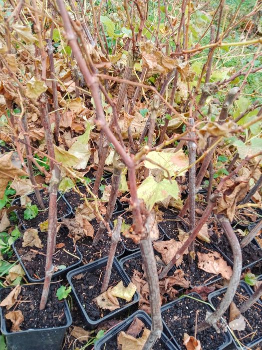 Sadzonki winorośli w doniczkach