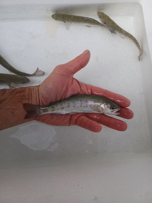 Miętus 5-9cm. Sandacz, Jesiotr, Pstrąg