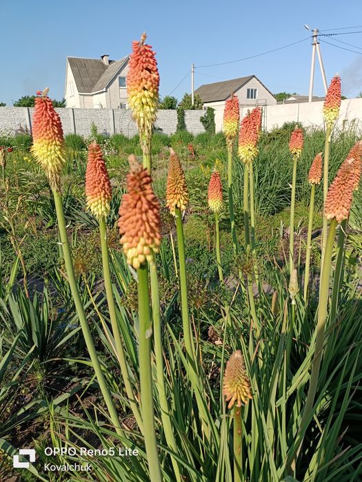 Продам лаванду і лавандин