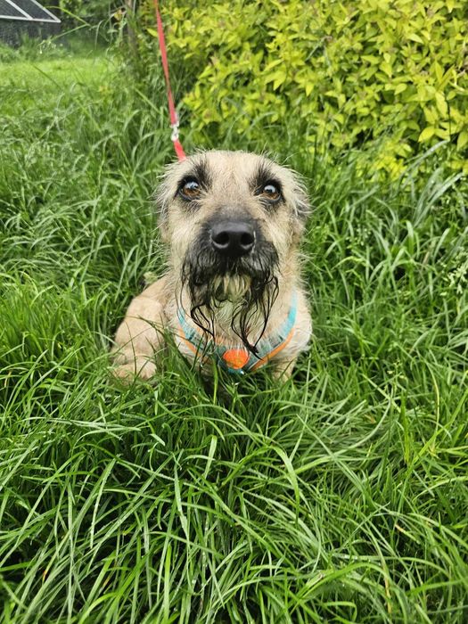 Mała, delikatna sunia szuka domu