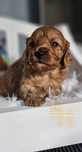 Cavapoo**Piesek**Cudo**Do Rezerwacji**