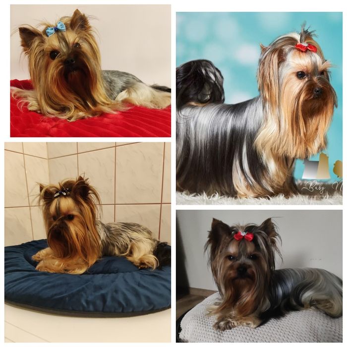 Yorkshire terrier ZkwP