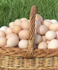 Jaja lęgowe  kur niosek leghorn i rosa