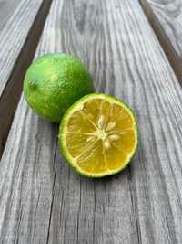 Lima ou limão Taiti