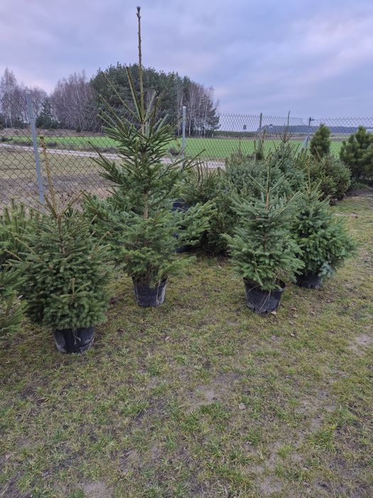 Choinki, Świerki w doniczkach