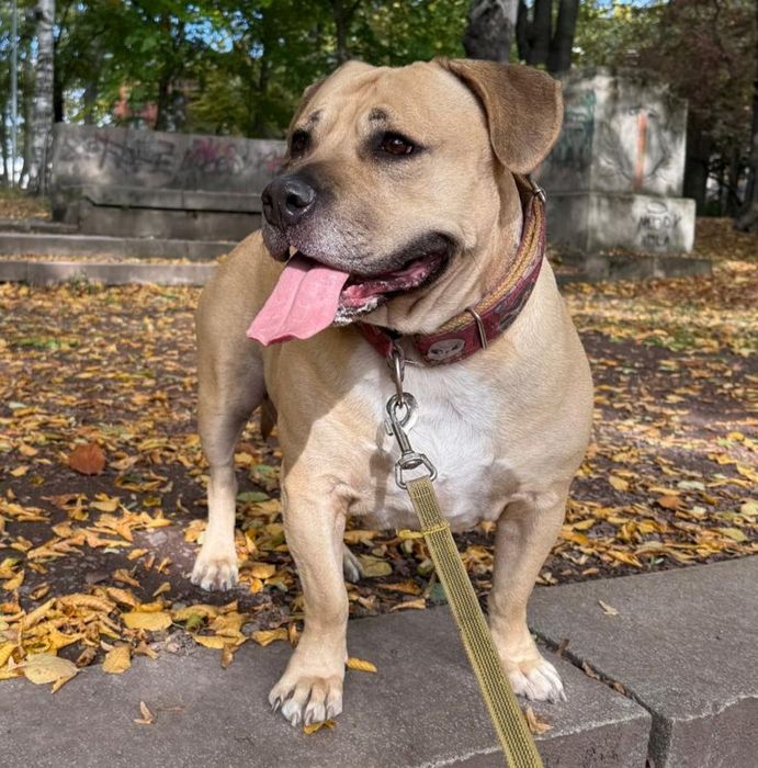 Piękna Dejzi szuka domu