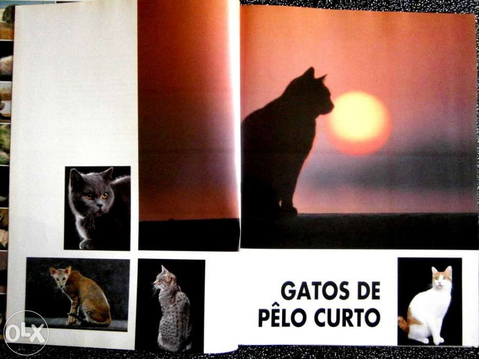 Os Gatos Em 1000 Imagens