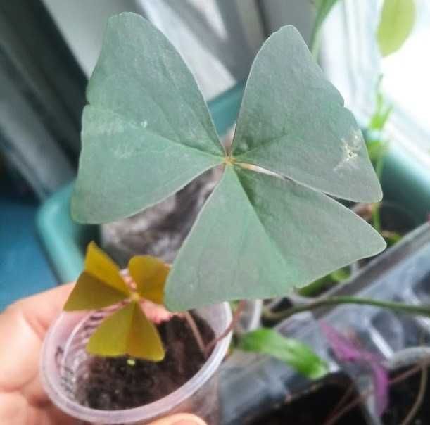 Кислица(оксалис) Атропурпурея фіолетова