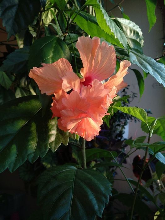 Гибискус el capitolio tequila sunrise