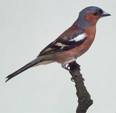 Cruza Bicos anilhados 2024/2025(varias aves)