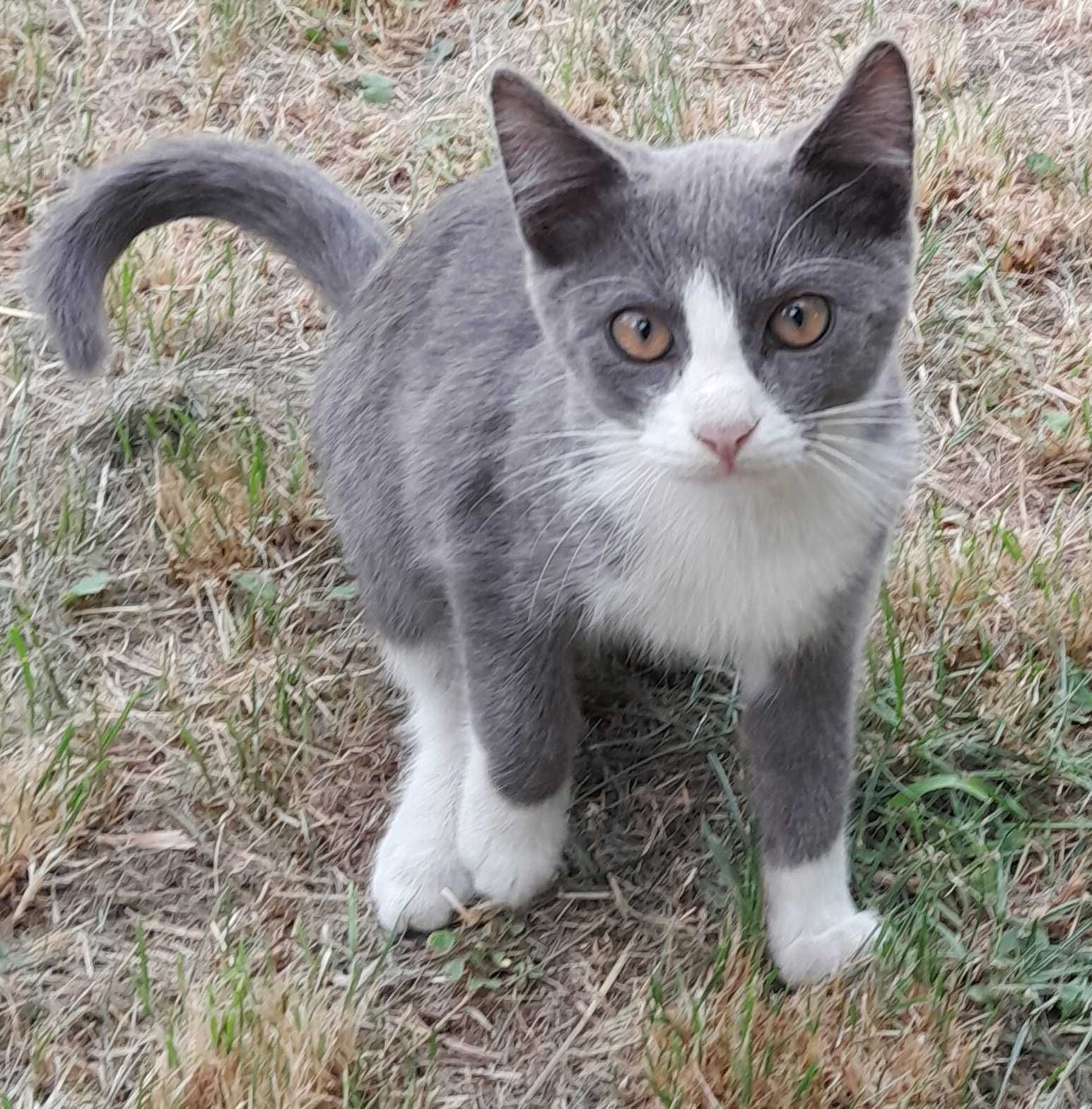 Котик ищет дом.  бесплатно