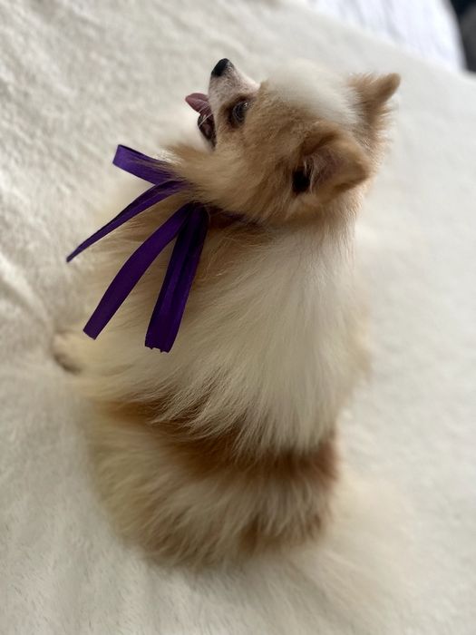 Міні-принци Померанські шпіци чекають на свої сімї