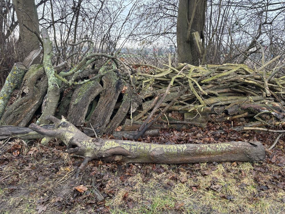 Drzewo na opał sezonowane