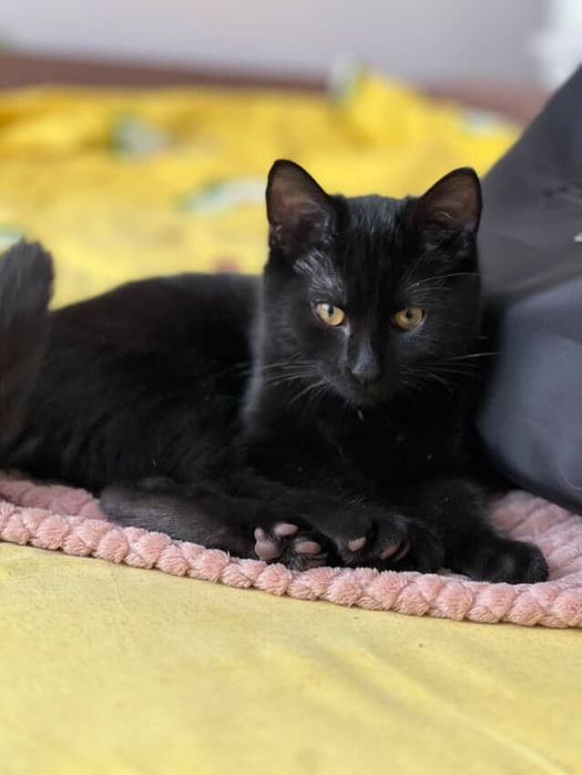 Котики в добрі руки