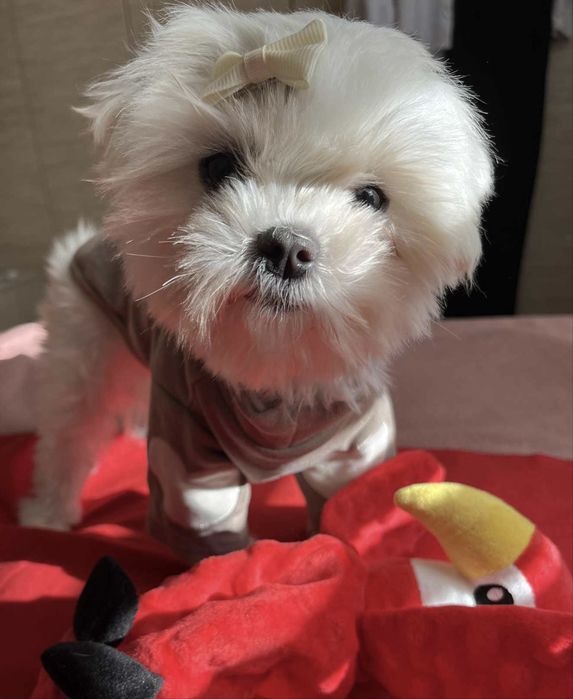 Maltańczyk Suczka na kolanka