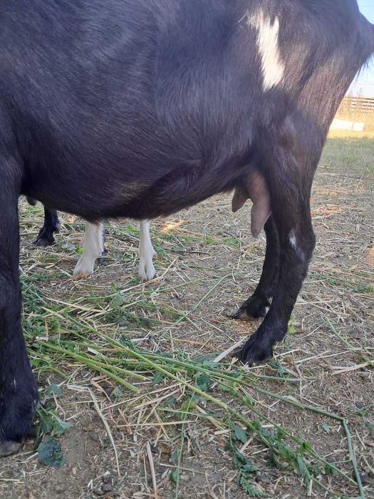 Продам козу Ламанчи