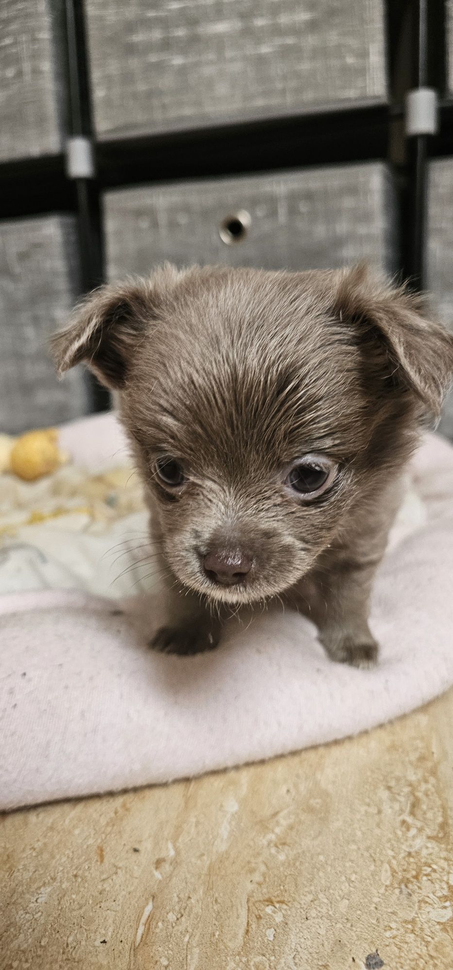 Chihuahua długowłosy błękitny