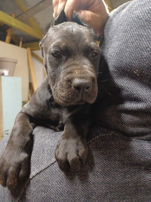 Dog Niemiecki czarna suczka