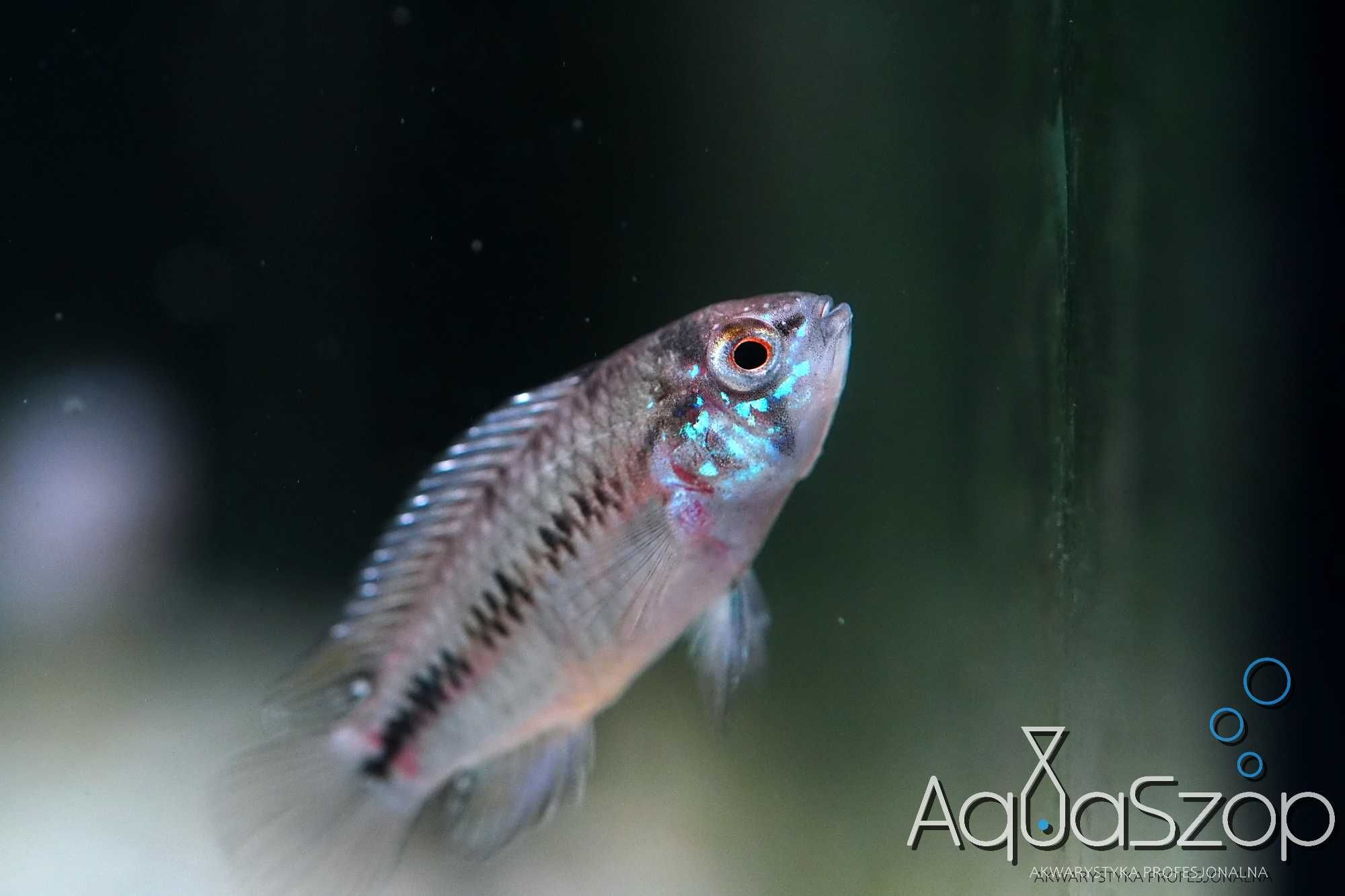 Pielęgniczka Apistogramma borelli "Opal" - AQUASZOP