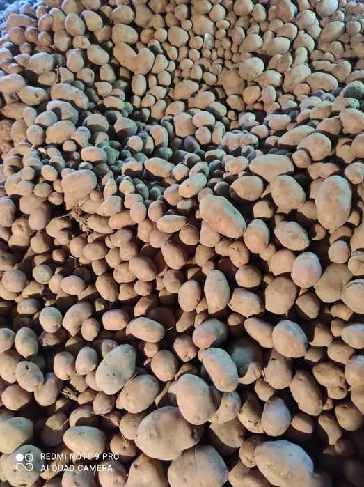 Ziemniaki tegoroczne Bella Rosa duże