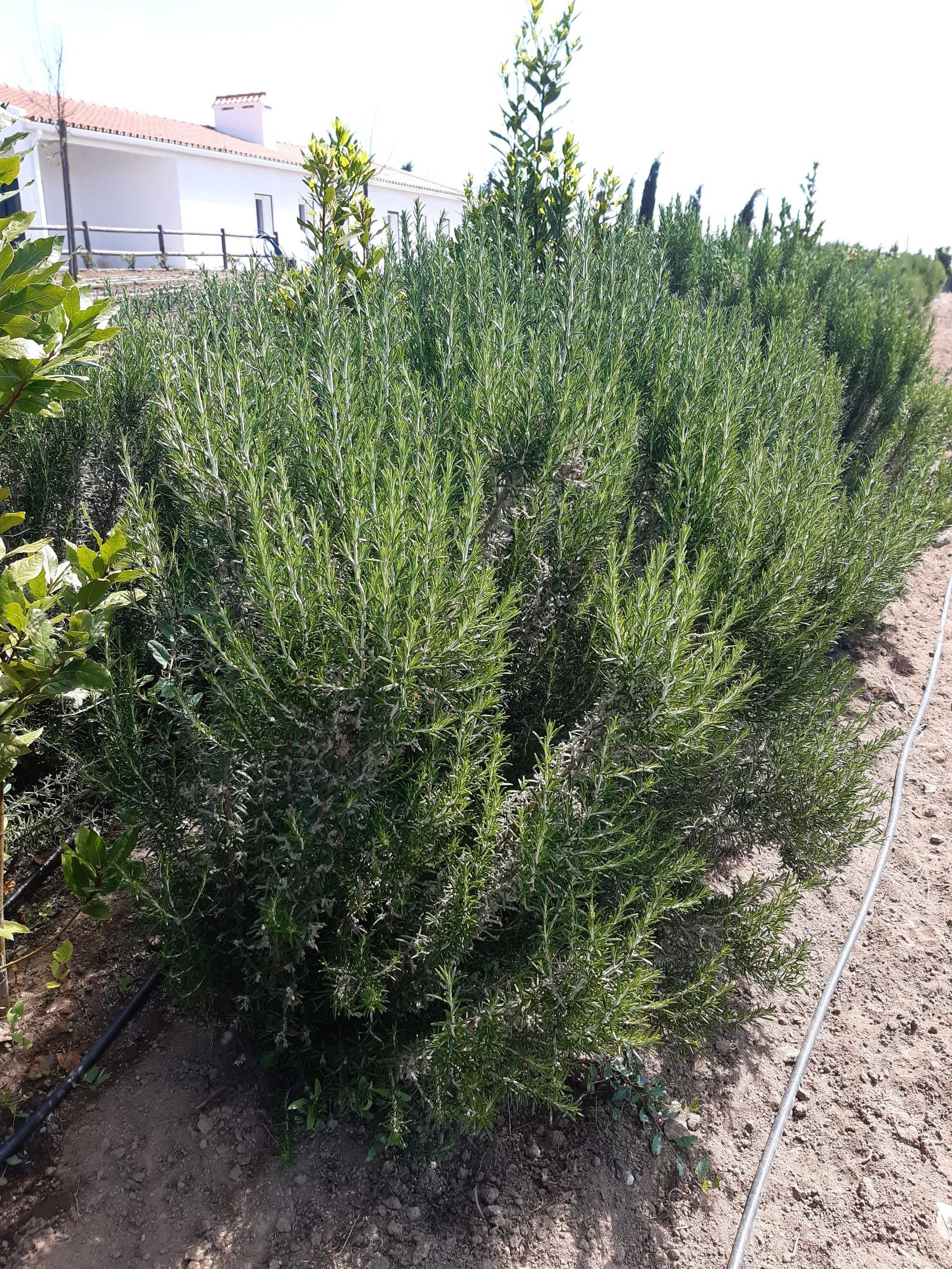 Alecrim Rosmarinus officinalis Planta Viva - Évora