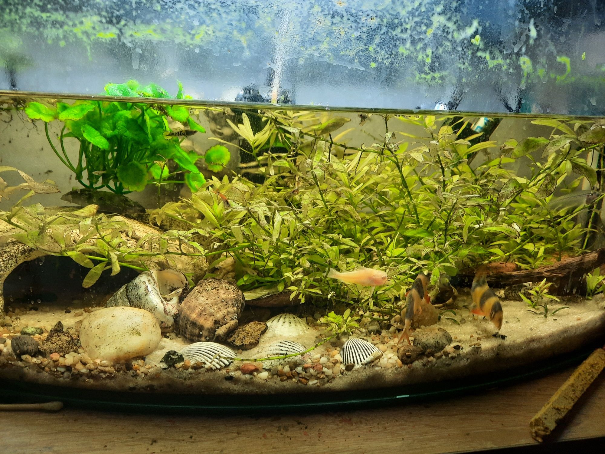 Akwarum aquael 61l