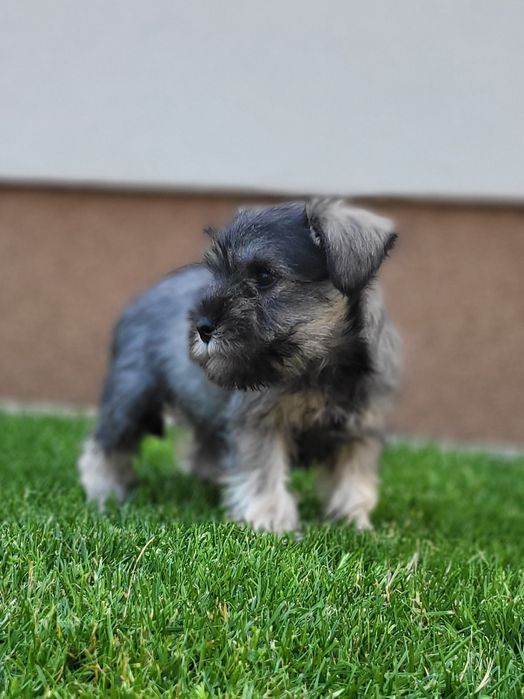 Sznaucer Miniaturowy Szczeniak Pieprz i Sól