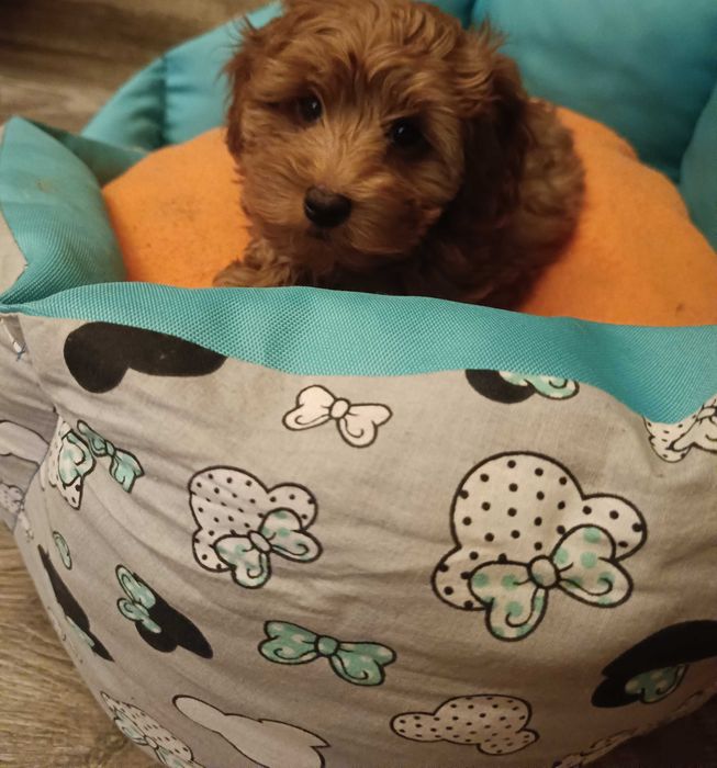 Maltipoo śliczna suczka z Rodowodem/Umową/Wyprawką