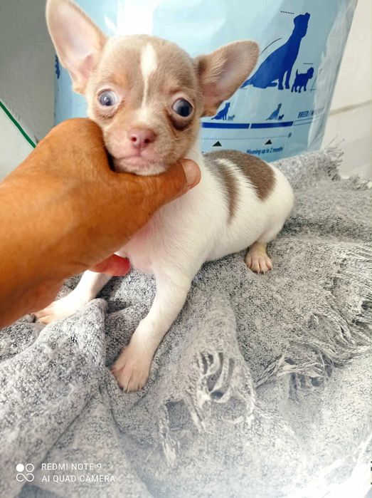 Chihuahua de bolso linha Russa de Top