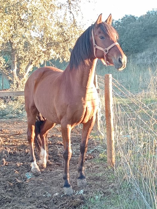 Vendo magnífica égua muito bonita