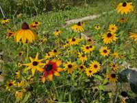 Rudbekia sadzonka kwiaty