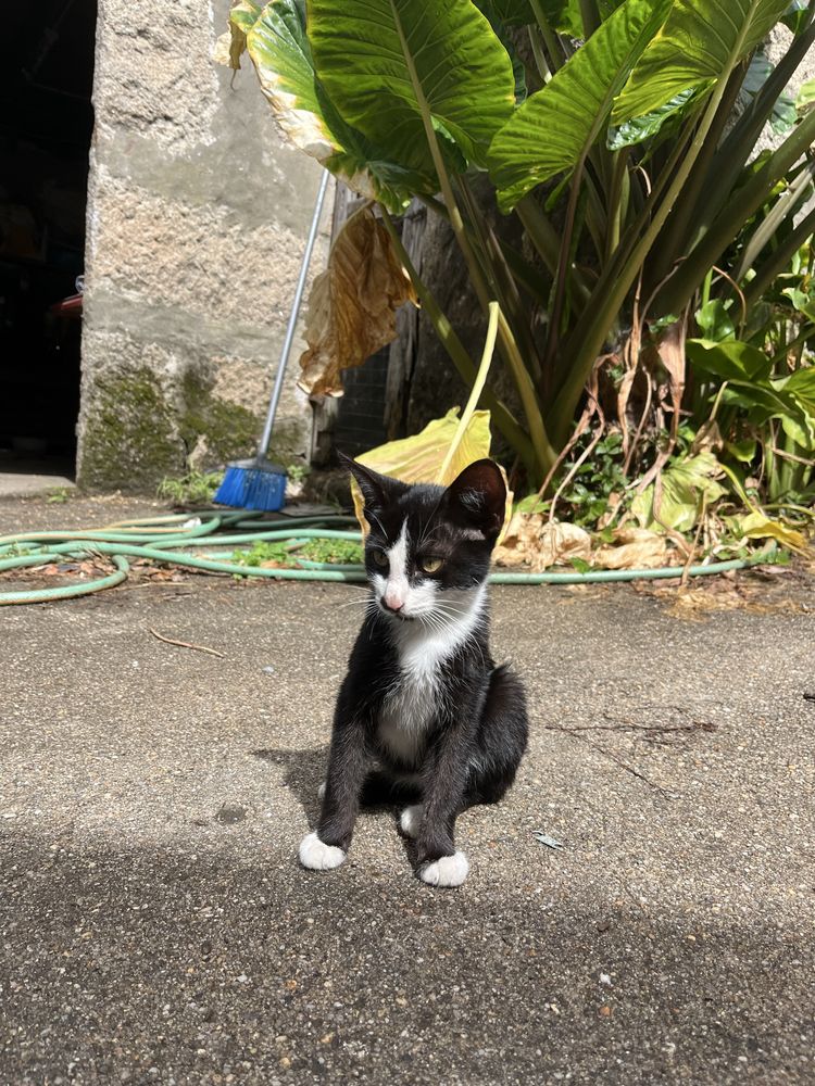 Gatinho macho adoção