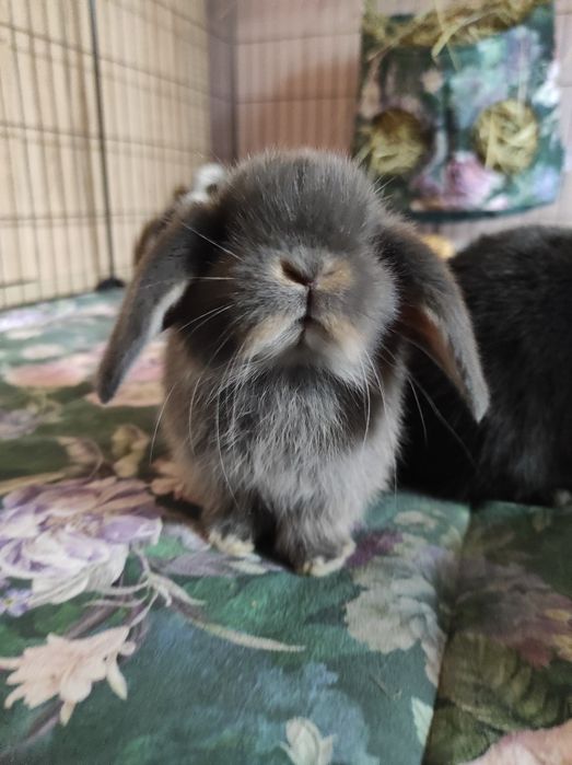 Mini Lop Króliczki Czystej Rasy z WYPRAWKĄ I KSIĄŻECZKĄ ZDROWIA