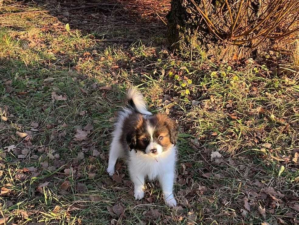spaniel kontynentalny, phalene nie papillon, ZKwP, FCI, piesek