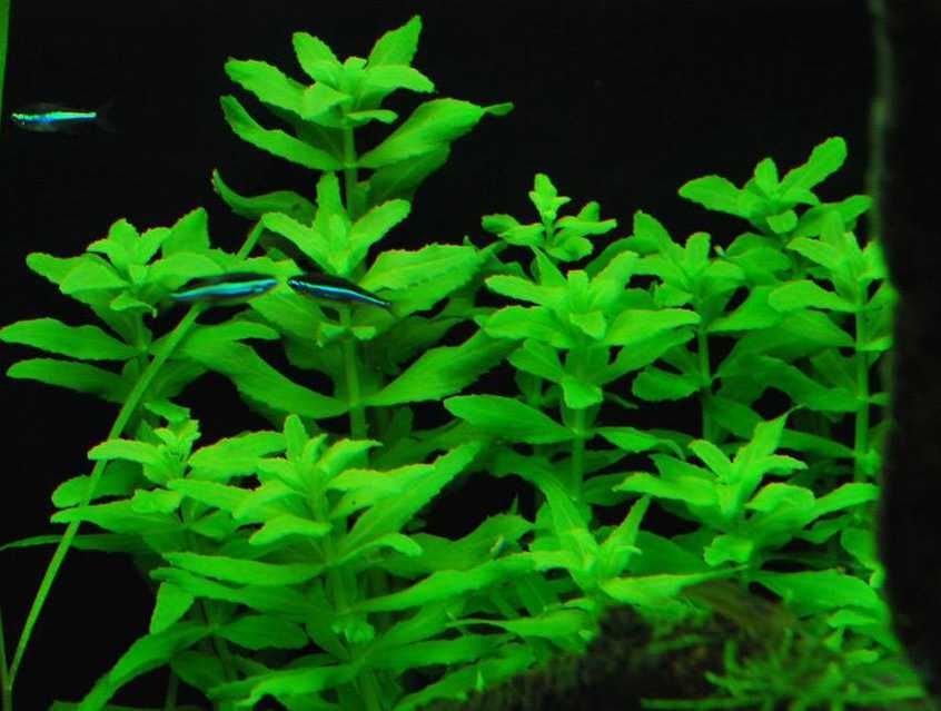 Эустералис зелёный. Акваріумні рослини