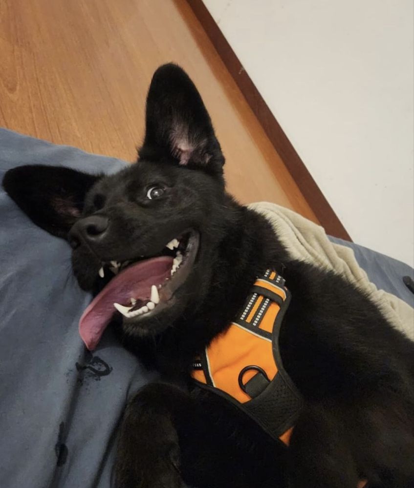 Cãozinho com 10 meses para adoção resposável