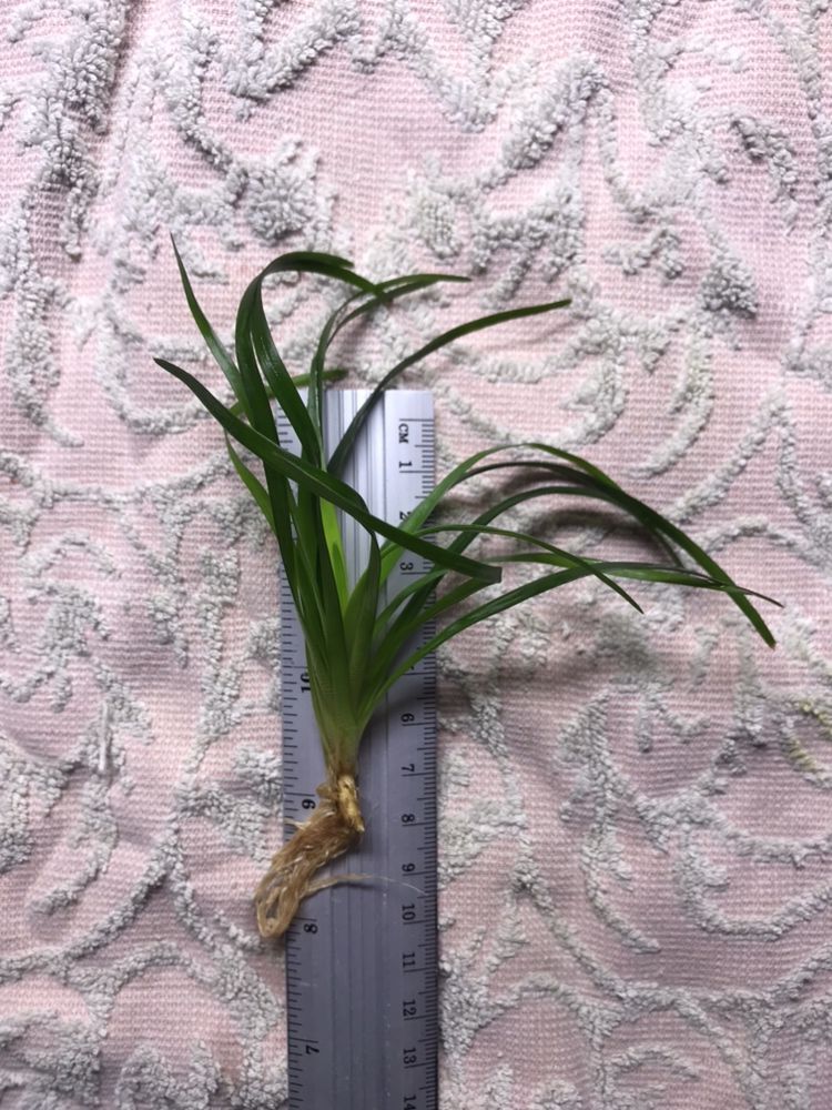 Эриокаулон Вьетнам/Eriocaulon sp. Vietnam