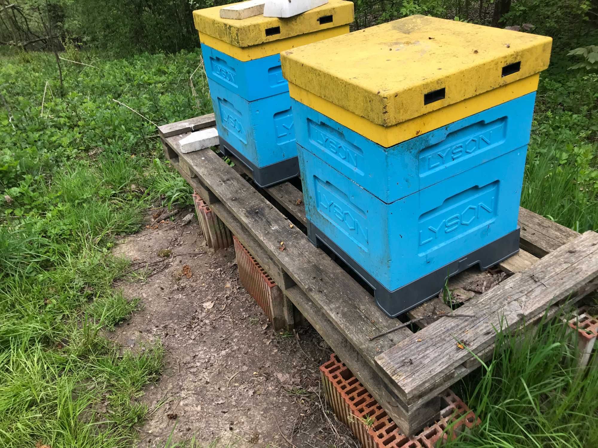 Rodziny pszczele na ramce wielkopolskiej