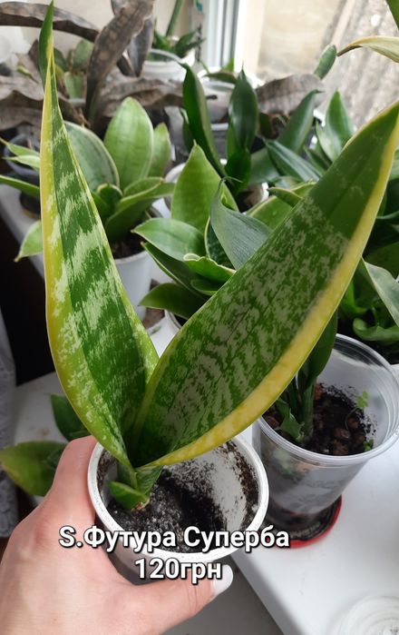 Сансевієрії. Домашні дітки