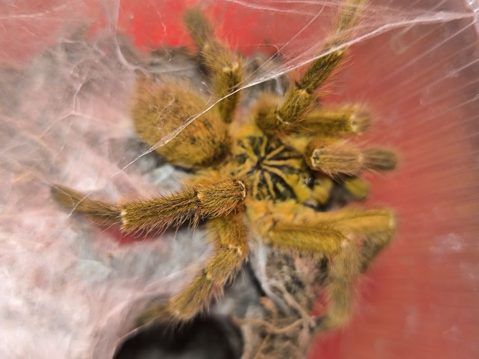 Murinus usambara samiec adult świeży