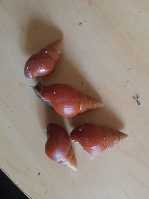 Продам равликів ахатін