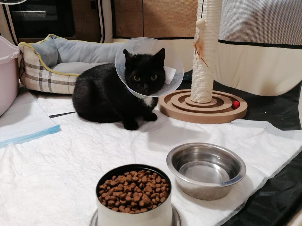 Lucyna - jesienna dziewczyna - kotka po kastracji