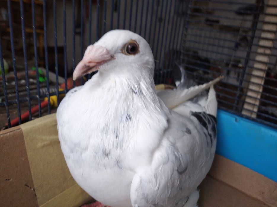 Gołębie staropolskie