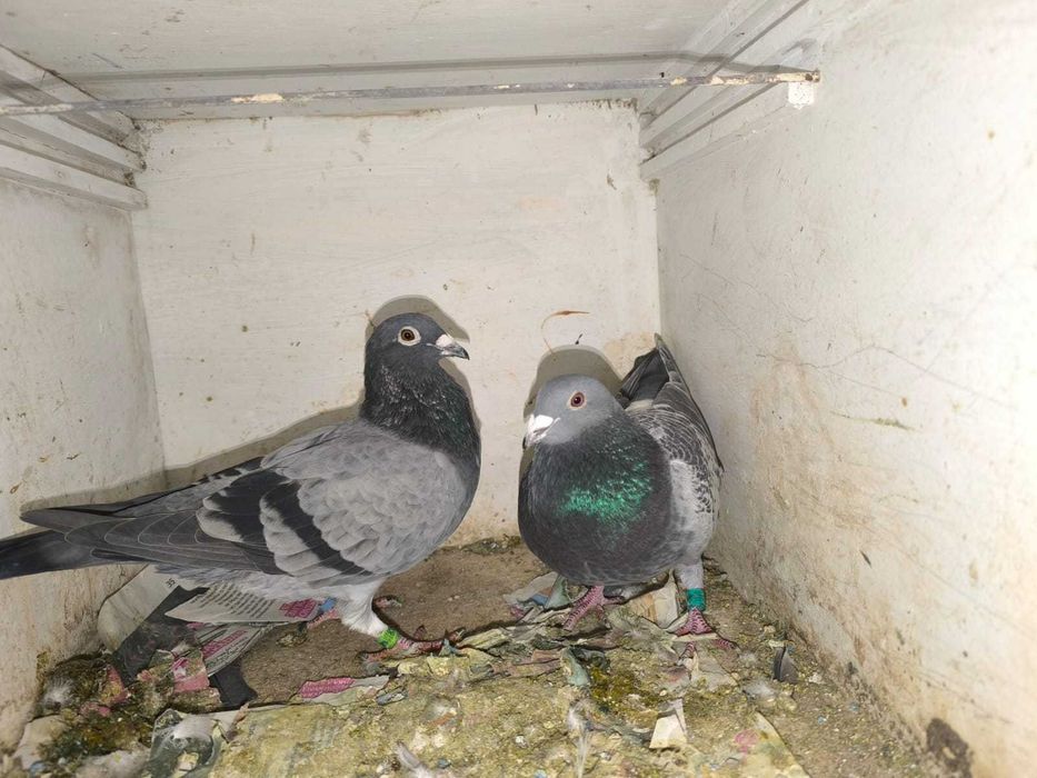 pombos correios reprodutores