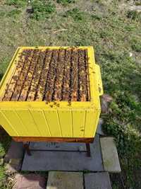 Pszczoły przezimowane