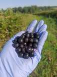 Aronia. wysyłka owoców