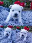 West Highland White Terrier