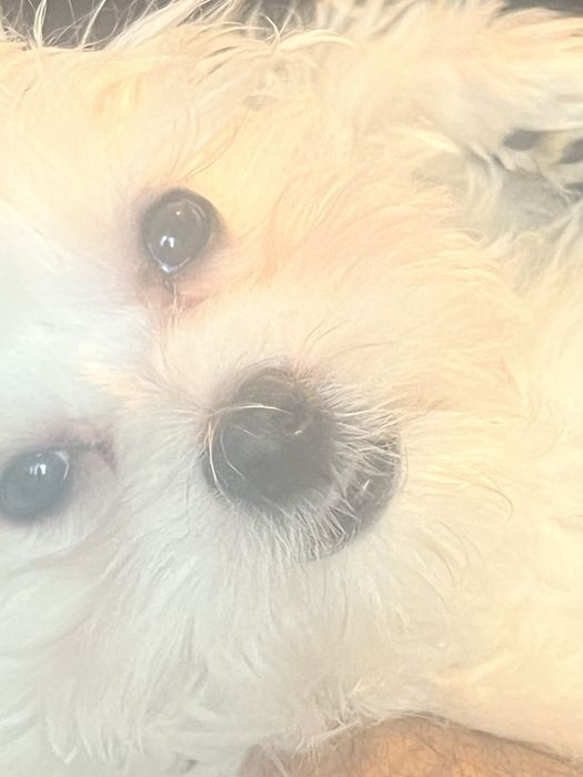 Maltańczyk - 3 miesięczny czeka na Nowych Rodziców