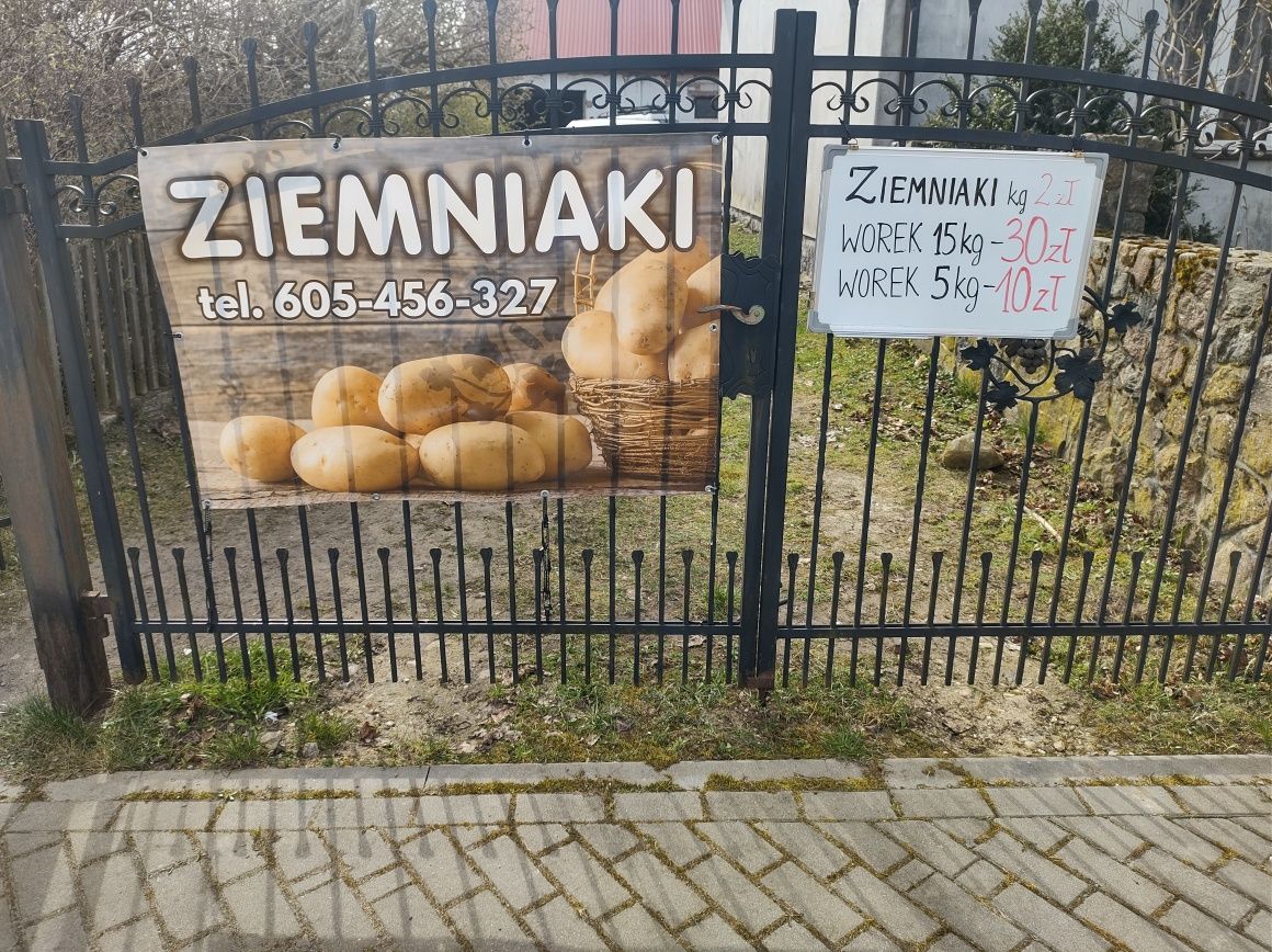 Ziemniaki odmiana Vineta