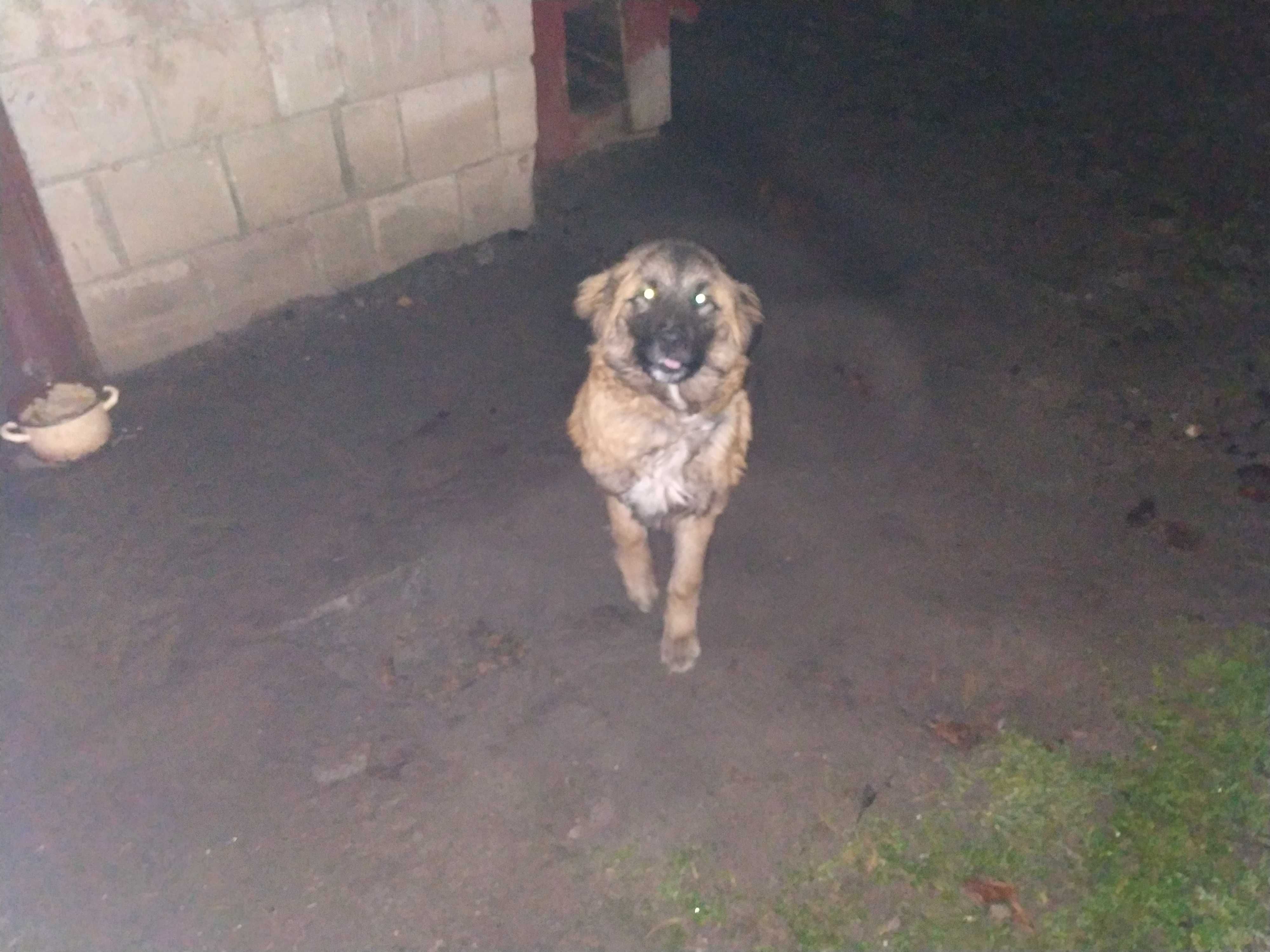 Pies za darmo 3 letni Leonberger